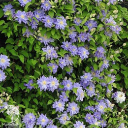 Клематис Азур Болл