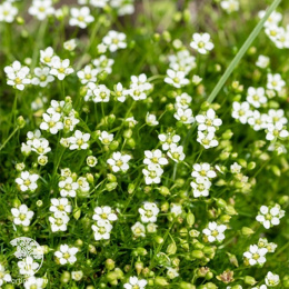 Мшанка шиловидная Даблинер