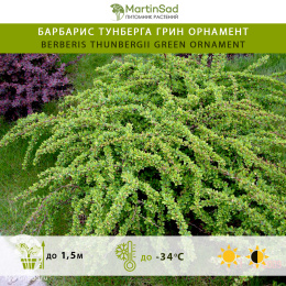 Барбарис Тунберга Грин Орнамент
