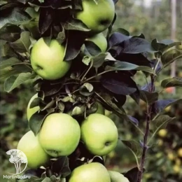 Яблоня колоновидная Идеал