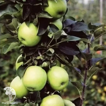 Фото Яблоня колоновидная Идеал