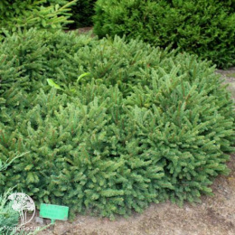 Ель обыкновенная Пумила Нигра