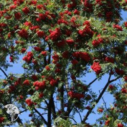 Рябина арнольда Ред Тип