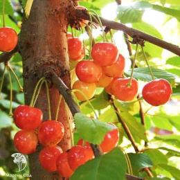 Черешня Фатеж