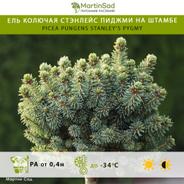 Ель колючая Стэнлейс Пиджми на штамбе