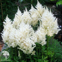 Астильба Арендса Диамант