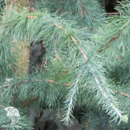 Лиственница американская Пирамидалис Аргентеа