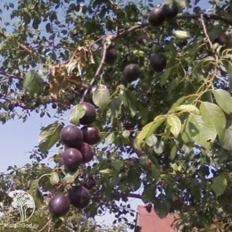 Шарафуга синяя Вельвет Санрайз