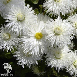 Маргаритка Хабанера белая