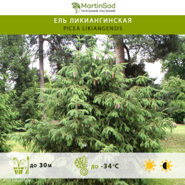Ель ликиангинская