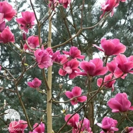 Магнолия гибридная Феликс Джури