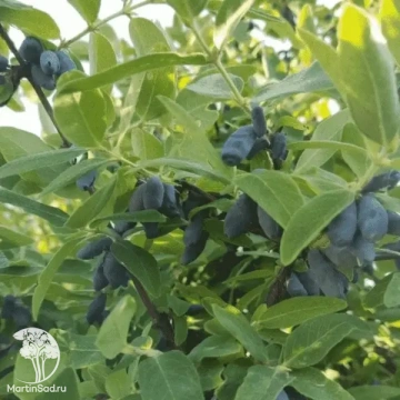 Фото Жимолость камчатская Крупноплодная