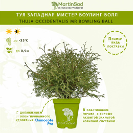 Туя западная Мистер Боулинг Болл