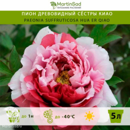 Пион древовидный Сёстры Киао