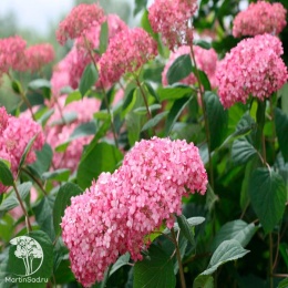 Hydrangea arborescens Eco Pink Puff Гортензия древовидная Эко Пинк Пафф