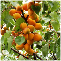 Абрикос обыкновенный Краснощекий + Ульянихинский