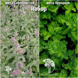 Набор для чая мята Серебристая + Курчавая
