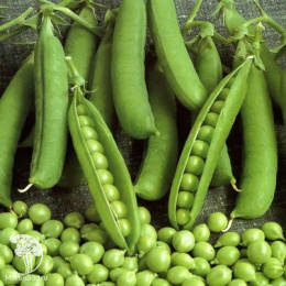 Горох Беркут серия Заморозь!