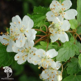 Яблоня декоративная Флорентина