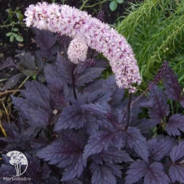  Цимицифуга простая Пинк Спайк