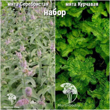Фото Набор для чая мята Серебристая + Курчавая