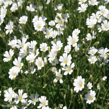 Фото Cerastium arvense Ясколка луговая