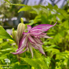 Клематис Пинк Сюрпрайз фото 4 