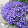 Campanula poscharskyana Колокольчик Пожарского фото 2 
