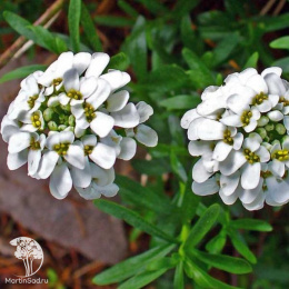 Иберис вечнозелёный Сноуфлэйк