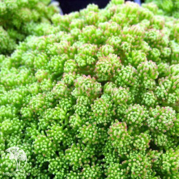 Седум (Очиток) лидийский