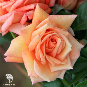 Фото Роза плетистая Барок