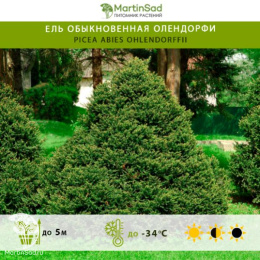 Ель обыкновенная Олендорфи