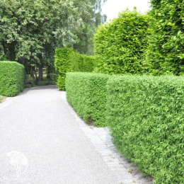 Бирючина обыкновенная