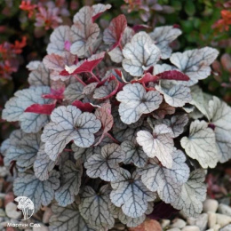 Гейхера Сильвер Скроллс