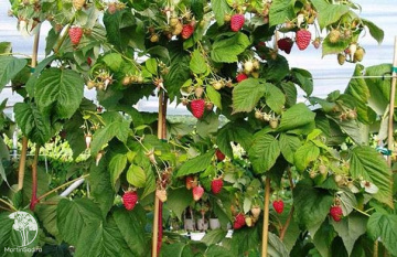 Фото Малиновое дерево Сказка