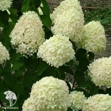 Фото Гортензия метельчатая Мега Перл