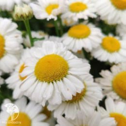 Нивяник Арктик Сноу