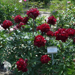 Пион молочноцветковый Петер Бранд