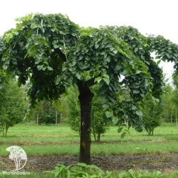 Вяз шершавый Кампердовнии на штамбе