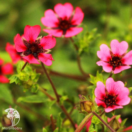 Лапчатка непальская Рон Мак Биз