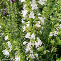 Иссоп лекарственный Альбус