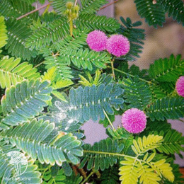 Мимоза Недотрога