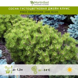 Сосна густоцветковая Джейн Клуис