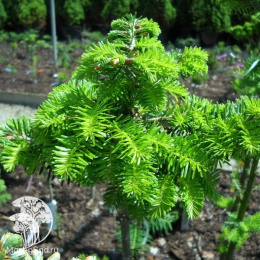 Пихта белая / европейская в контейнере