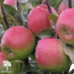 Сверхвыгодный комплект! Яблоня Былина + опылитель яблоня Вишнёвое