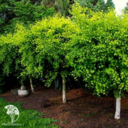 Берёза пушистая Аурея