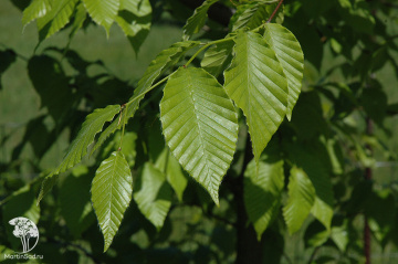 Фото  Бук крупнолистный Камиронс Випинг на штамбе