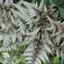 Кочедыжник ниппонский Пиктум