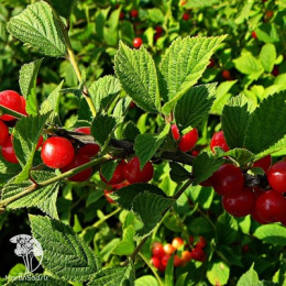 Вишня войлочная Алиса