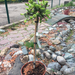 Ель обыкновенная Акрокона Пуш на штамбе